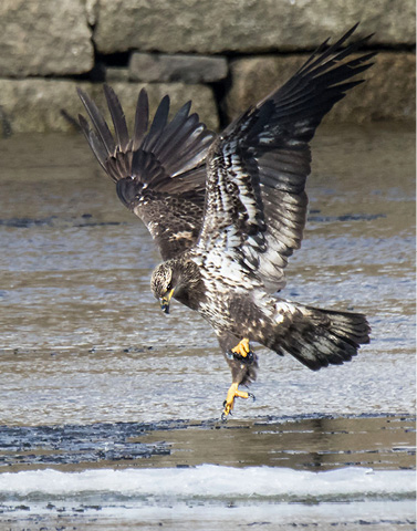 Assets/bo49-4/Juvenile_Eagle_about_to_land_on_ice_with_fish.jpg