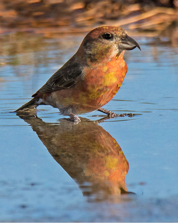 Assets/bo49-5/Red_Crossbill_in_puddle.jpg