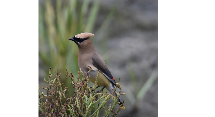 Assets/bo49-6/Cedar_Waxwing.png