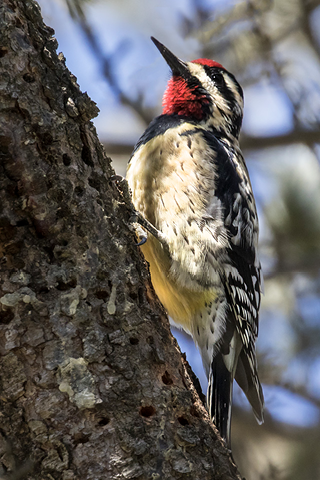 Assets/bo49-6/Yellow-bellied_Sapsucker_copy.png