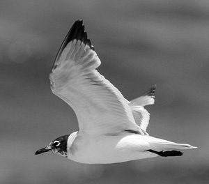 Franklin's Gull by Blair Nikula, 2016