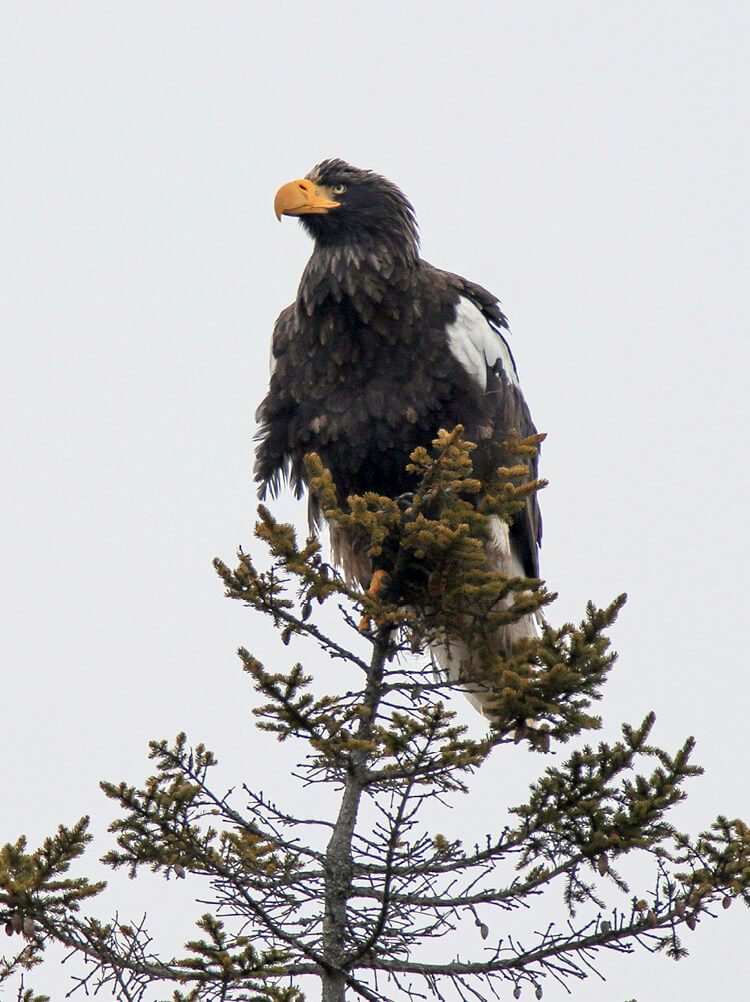 Steller's Sea Eagle by Zachary Holderby