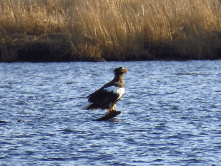 Steller’s Sea-Eagle in the Taunton River, Dighton, Massachusetts, December 17, 2021. Photograph by David Ennis.