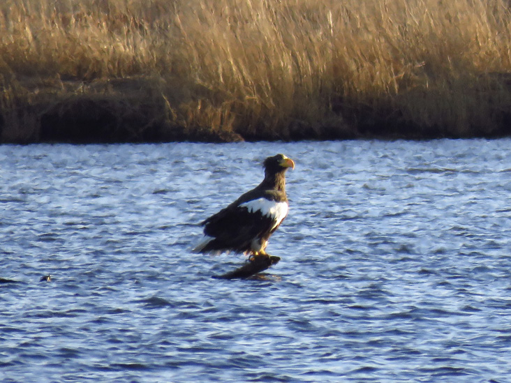 Figure 1. Steller’s Sea-Eagle in the Taunton River, Dighton, Massachusetts, December 17, 2021. Photograph by David Ennis.
