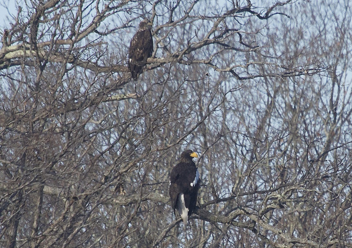 Juvenile Bald Eagle and Steller's Sea-Eagle by Mary Keleher