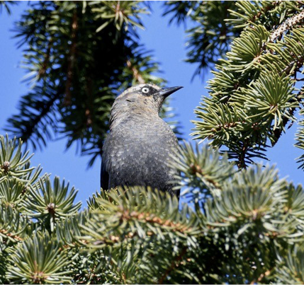 Rusty Blackbird by David Clapp