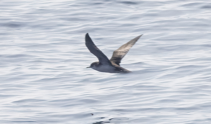 Maine’s first confirmed Barolo Shearwater was found in the middle of the Gulf of Maine on August 13, 2021. Photograph by Doug Gochfeld.