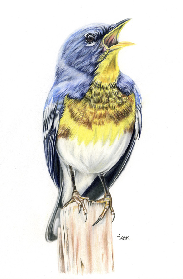 Northern Parula by Anna Stunkel