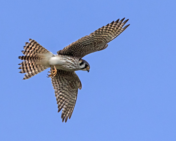 American Kestrel by Sandy Selesky