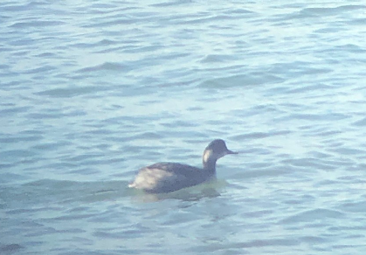 Eared Grebe by Sam Darmstadt