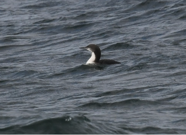 Pacific Loon by Ted Bradford