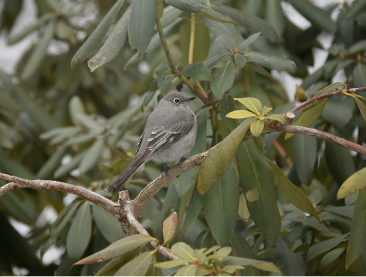 Townsend's Solitaire by Henrietta Yelle