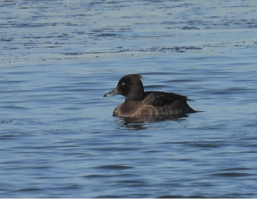 Tufted Duck by Sue Finnegan