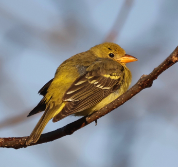 Western Tanager by Ross Sormani