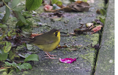 This Kentucky Warbler was at Mount Desert Rock August 24–26, 2021. Photograph August 24 by Nathan Dubrow.