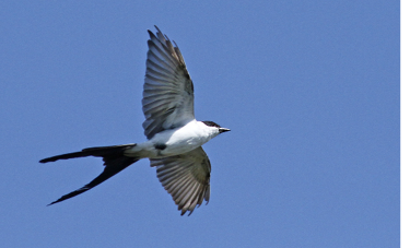This adult male Fork-tailed Flycatcher at Stratton Island September 2–3, 2011, showed the number and extent of notched outer primaries typical of the nominate migratory South American subspecies Tyrannus savana savana. Photograph September 2 by Luke Seitz.