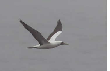 Maine’s first Masked Booby was a one-day wonder at Mount Desert Rock, a day after a Brown Booby was last seen on the island. Photograph August 9, 2021, by Nathan Dubrow.