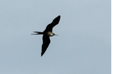 This Magnificent Frigatebird, the same individual seen from Nova Scotia south to Massachusetts, was at Appledore Island in the Isle of Shoals on August 20–21, 2021. Photograph August 20 by Jim Coyer.