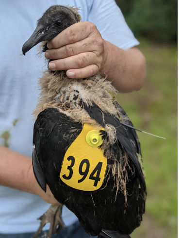 The Black Vulture chick, with its patagial wing tag and radio transmitter, is ready to go. Photograph by Thomas W. French.