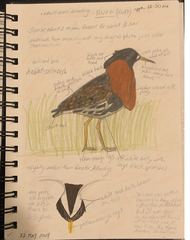 Apparently the only surviving documentation from an era before digital cameras became common birding accessories is this sketch of a breeding-plumaged male Ruff at Biddeford Pool May 14–26, 2004. Sketch May 22 by Luke Seitz.
