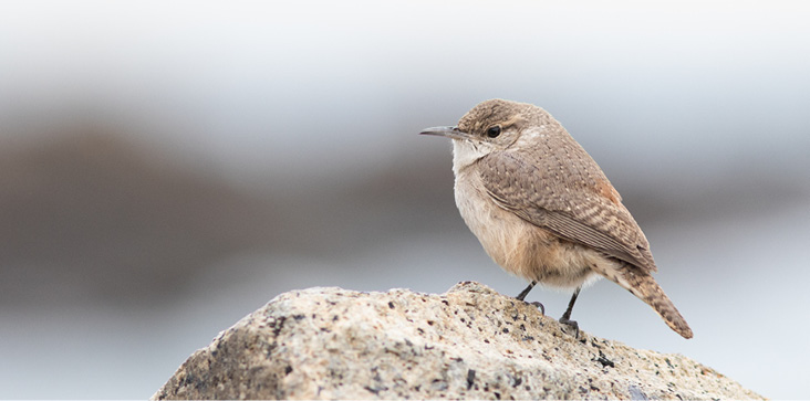 Maine’s second—and first photographed—Rock Wren was at Perkins Cove in Oqunquit from November 27, 2020, to February 1, 2021. Photograph December 4, 2020, by Doug Hitchcox.