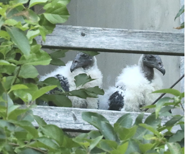 Turkey Vulture chicks on tree house balcony, August 13, 2021. All photographs by Alan Rawle.