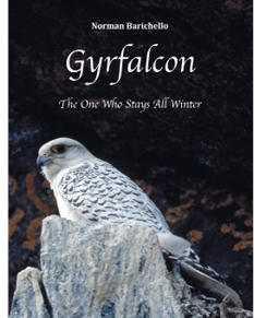 Gyrfalcon: The One Who Stays All Winter