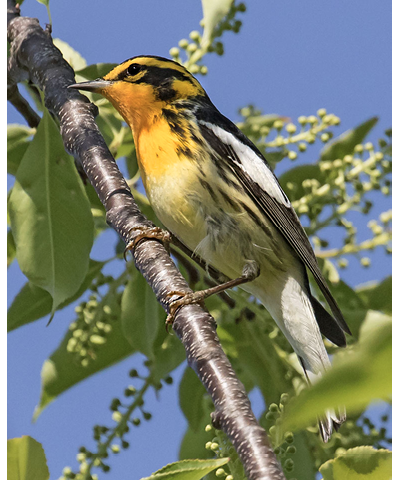 Blackburnian Warbler by Sandy Selesky