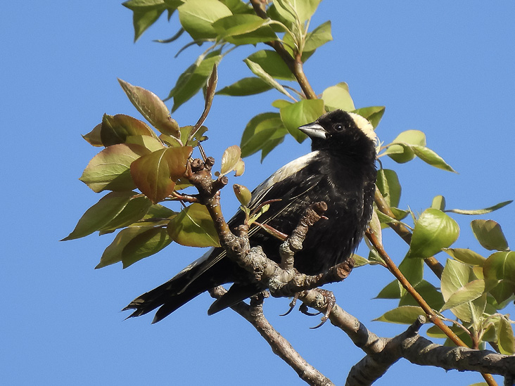 Bobolink. Photographed at Heard Farm in Wayland, Massachusetts, on May 1, 2021. All photographs by the author.
