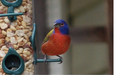 Painted Bunting. All photographs by the author.