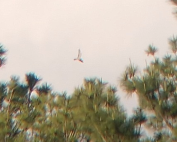 Mississippi Kite by Joel Eckerson