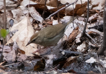 Swainson’s Warbler by Justin Lawson