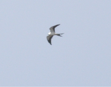 Swallow-tailed Kite by Liam Waters