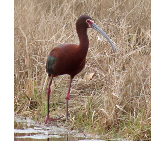 White-faced Ibis by Marj Watson