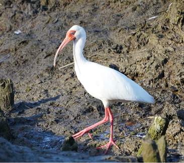 White Ibis by Keegan Burke