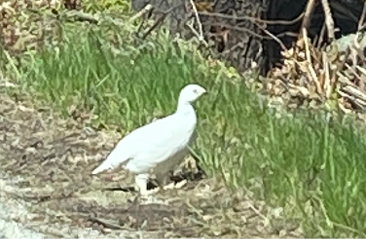 Willow Ptarmigan by Meaghan Keefe