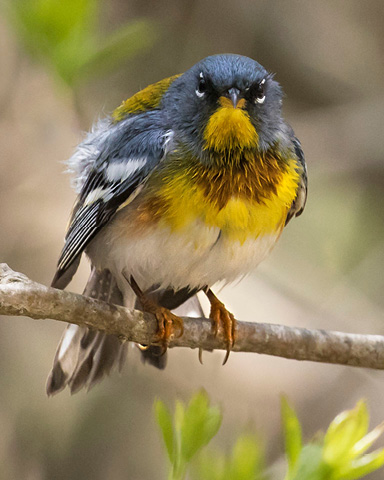 NORTHERN PARULA BY SANDY SELESKY