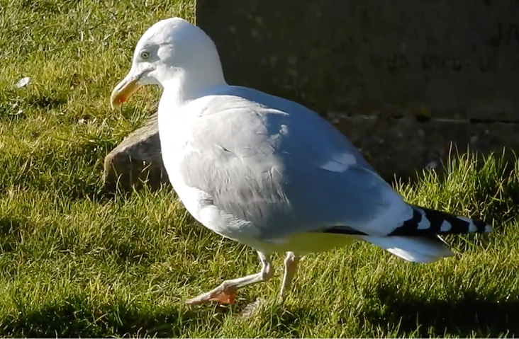 Herring Gull foot-paddling in Scotland. Source: Video by “Dunnock_D” https://flic.kr/p/qZPyTM (CC BY-NC 2.0)