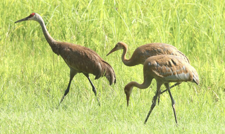 Sandhill Crane parent with two juveniles approximately 10–12 weeks old, July 25, 2021. All photographs are by Alan Rawle.