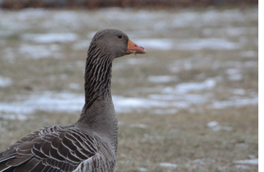Graylag Goose. February 5, 2017. Slater Park, Pawtucket. Photograph by David Blanchette.