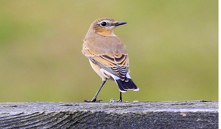 Northern Wheatear. September 20, 2016. Colt State Park, Bristol. Photograph by Pete Rawlings.