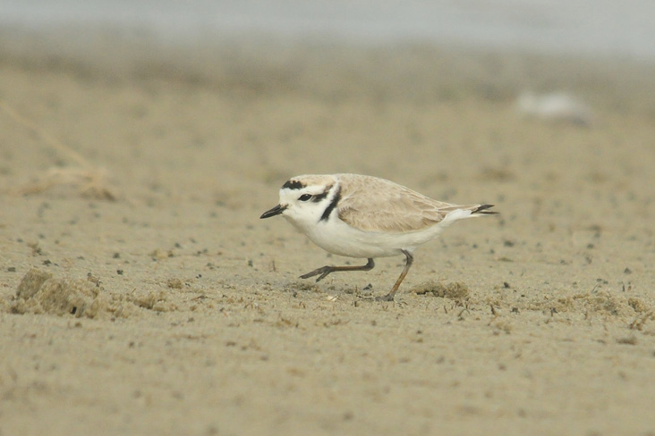 Snowy Plover. April 17, 2017. Goosewing Beach, Little Compton. Photograph by Geoff Dennis.