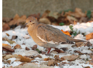 White-winged Dove. December 16, 2017. Norman Bird Sanctuary, Middletown. Photograph by Barbara Sherman.