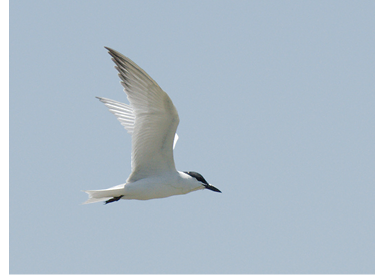 Gull-billed Tern. May 19, 2017. Charlestown Breachway, Charlestown. Photograph by Paul L’Etoile.