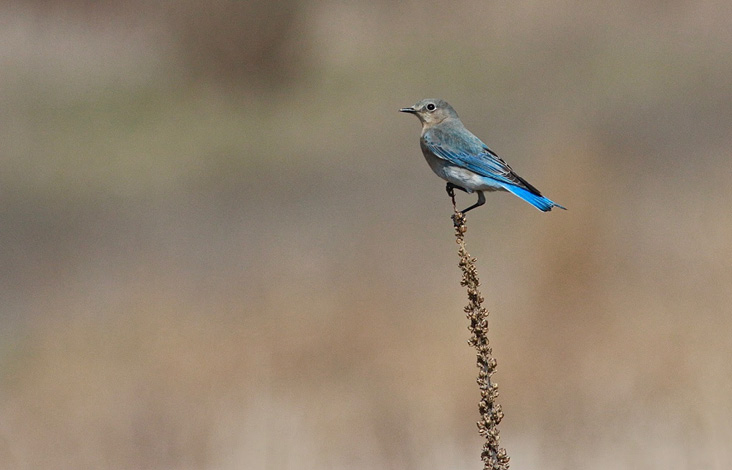 Mountain Bluebird. April 12, 2018. Big River Management Area, West Greenwich. Photograph by Carlos Pedro.
