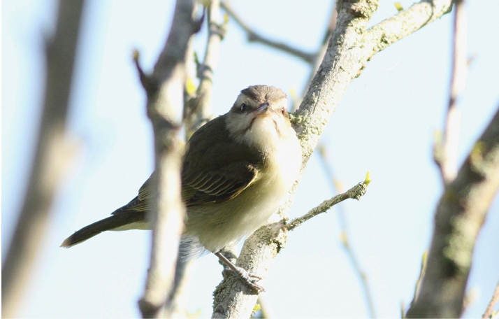 Black-whiskered Vireo. May 21, 2018. Sakonnet Point, Little Compton. Photograph by Evan Lipton.