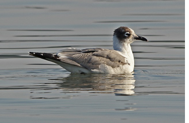 Franklin’s Gull. July 16, 2018. Sachuest Point NWR, Middletown. Photograph by Matt Schenck.