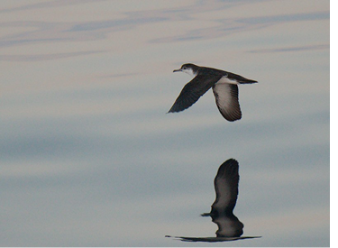 Audubon’s Shearwater. September 3, 2018. Block Canyon, pelagic. Photograph by Paul L’Etoile.