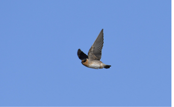 Cave Swallow. November 12, 2018. Scarborough Beach, Narragansett. Photograph by Sam Miller.