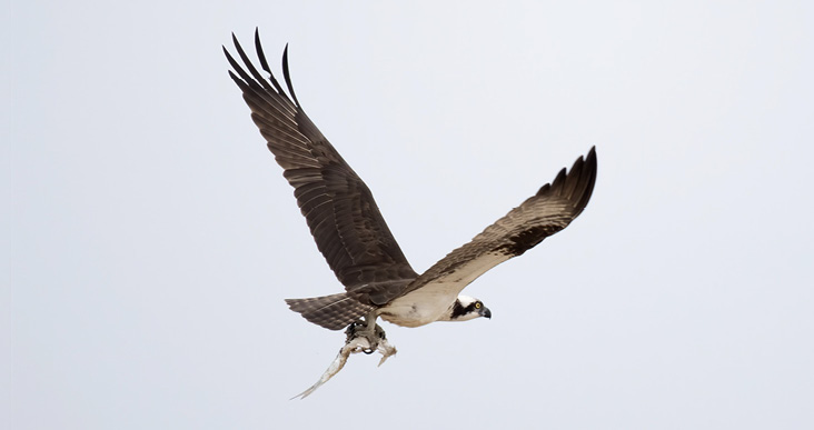 OSPREY BY SARAH MAYHEW